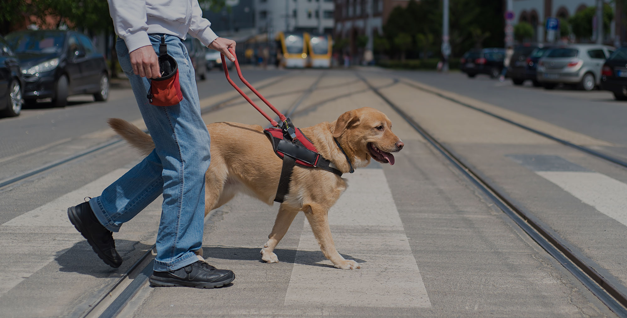 What Are Service Dog Trainers And How They Can Help