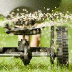 Achieve a Healthier Lawn When You Buy Native Turf Seeds Locally