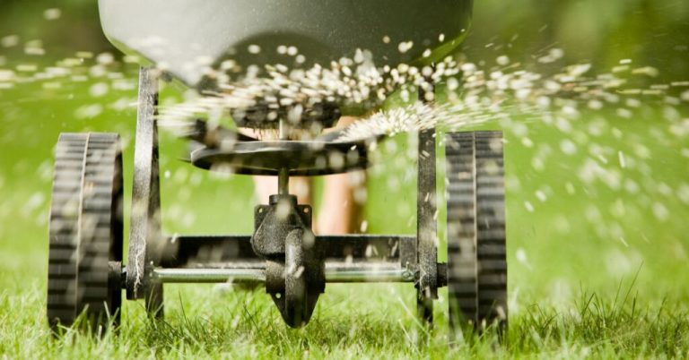 Achieve a Healthier Lawn When You Buy Native Turf Seeds Locally