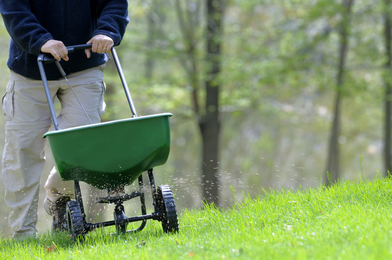 buy native turf seeds