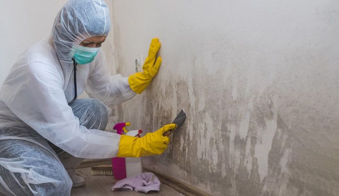 Palm Beach Mold Removal Services