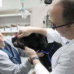 Why vet dental care is important: a key to your pet’s long-term health