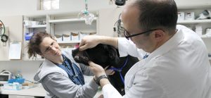 Why vet dental care is important: a key to your pet's long-term health