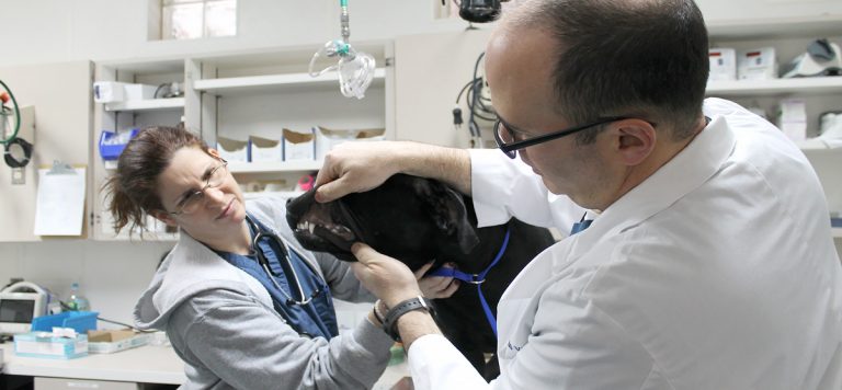 Why vet dental care is important: a key to your pet’s long-term health