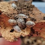 Dairy Cow Isopods: Combining Aesthetics and Bioactive Benefits